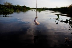 A baited hook hangs low to the water of Shell Island, Louisiana where commercial gator hunters Julius and Rebel are part way through the annual alligator hunting season. The state of Louisiana is home to the largest alligator population in the United States, estimated to be almost 2 million. Alligators are North America's largest reptiles and are considered a renewable resource in an industry that has thrived in America's deep south for centuries. The first large alligator harvests occurred during the early 1800s. The alligator farming industry in Louisiana alone annually harvests 140,000-170,000 gators which are valued at over $12,000,000.