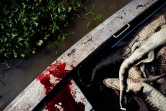 Bodies of recently caught alligators line the bottom of the boat. Julius and Rebel average nine gators a day, but this day landed thirteen.