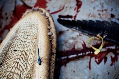 A dragonfly comes to rest on the jaws of a recently killed gator.