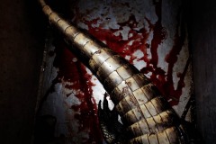 An alligator lies in a pool of blood on the floor of the boat while alligator hunting.