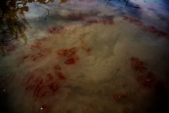 Blood mixes with mud stirred up from the bottom by the boat motor and fighting alligator.otor and fighting alligator while alligator hunting near Shell Island, Louisiana on September 19, 2009.